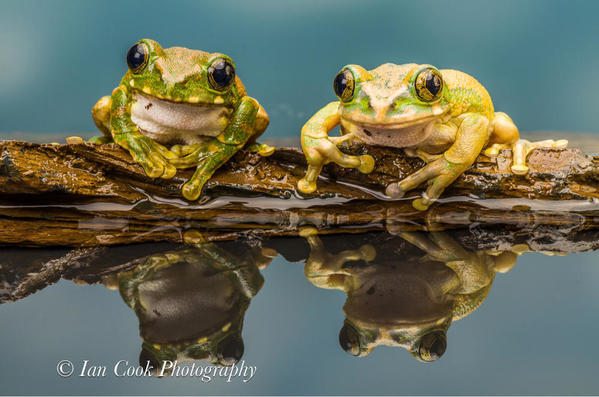Peacock Tree Frogs