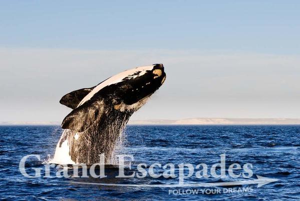 Argentina-Whales-102