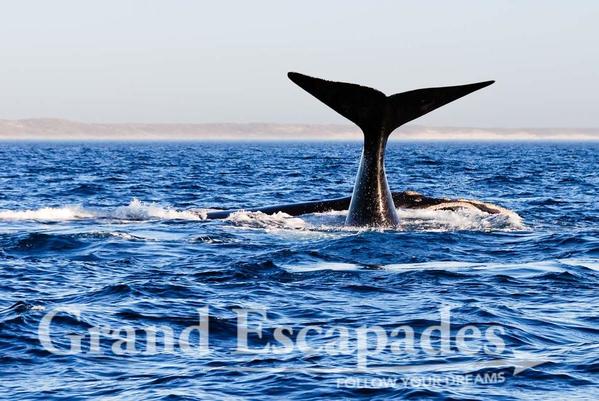 Argentina-Whales-106