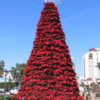 Poinsettia Christmas Tree, San Diego California
