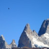 Andean condor, flying of the Patagonian Andes