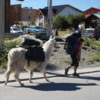 Trekking with an alpaca, El Chalten