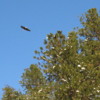 Bald eagle flying over Lake Couer d'Alene
