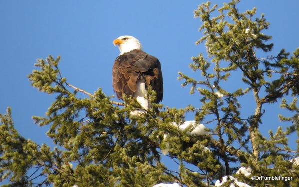 Bald eagle, Lake Couer d'Alene