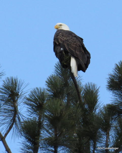Bald eagle, Lake Couer d'Alene