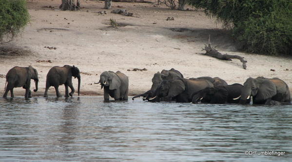07 Elephants