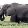 09 Elephants