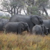 10 Elephants