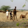 The Camel Herders, Jojawar