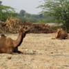 Camels, Jojawar