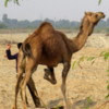 The Camel Herder, Jojawar