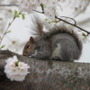 Washington D.C.  Cherry blossoms and squirrel