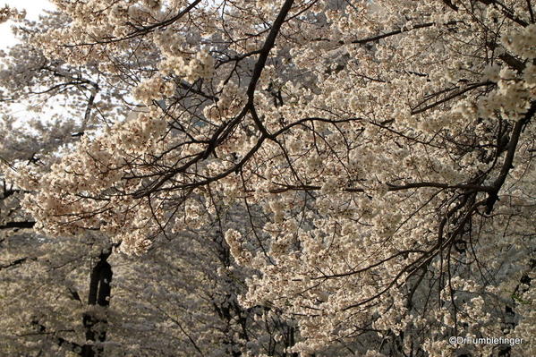 Washington 392 Cherry Trees