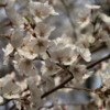 Washington D.C.  Cherry blossoms