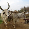 Pair of oxen powering a Persian Water wheel (sakia), Rajasthan, India