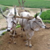 Pair of oxen powering a Persian Water wheel (sakia), Rajasthan, India