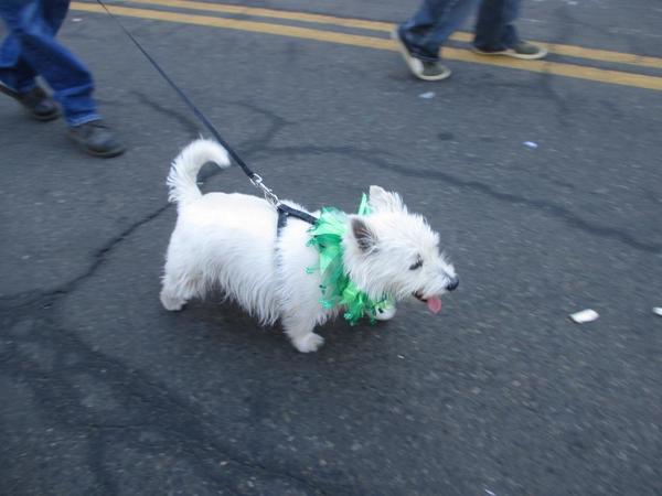 St. Patricks Day - Dog