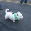 St. Patricks Day  - Dog