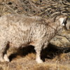 Sheep grazing at La Leona.