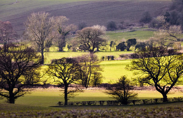 Fields and trees 100 1280