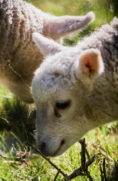 lambs 2