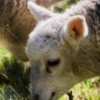 Lamb - new life. East Cowton, North Yorkshire