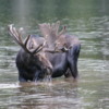 Moose at Piney Lake, Colorado