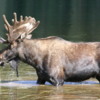 Moose at Piney Lake, Colorado