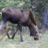 Moose near Lake Maligne, Jasper National Park, Alberta: Moose near Lake Maligne,  Jasper National Park, Alberta.