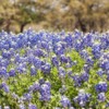 Texas-Hill-Country-Bluebonnets