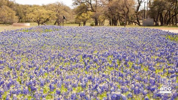 Texas-Hill-Country-Field-of-Bluebonnets