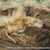Lion resting in Maasai Mara NP