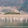 Lesser flamingos at Kenya’s Lake Bogoria