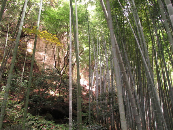 bamboo-and-caves