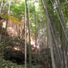 bamboo-and-caves