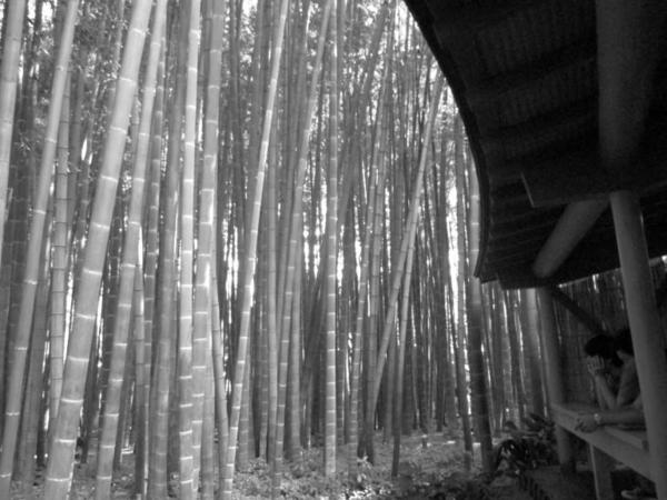 bamboo-teahouse