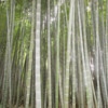 green-bamboo