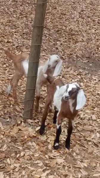 Lucy's Goat Farm 4