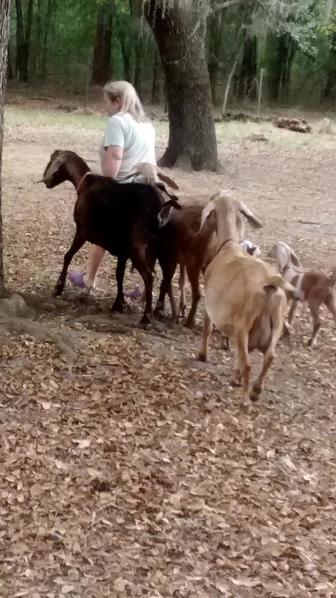 Lucy's Goat Farm 1