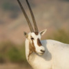Hines_oryx-1-2