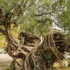 Oldest Olive tree on Zante at Kalamaki