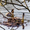 Great Crested Grebes. Worthington Lakes, Wigan