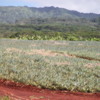 Pineapple fields, Dole Plantation
