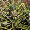 Pineapple, Dole Plantation
