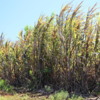 Sugar cane, Dole Plantation