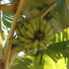 Bananas in the Garden, Dole Plantation