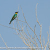 A European Bee-eater perched among branches.