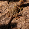 Western Collared Lizard, Tucson, Arizona