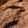 Western Collared Lizard, Tucson, Arizona