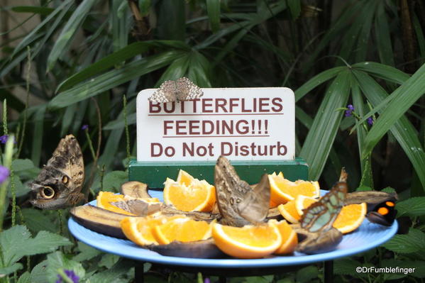 010 Niagara Butterfly Conservancy 7-2013
